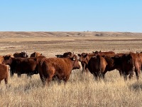 DEC. 10TH BRED COW SALE