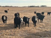 DECEMBER 16TH BRED COW SALE