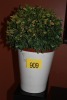 IMITATION PLANT