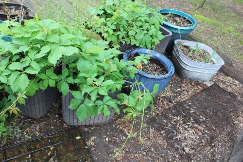 8 - LARGE PLANT POTS