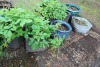 8 - LARGE PLANT POTS