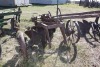3 furrow plow on steel wheels - 2