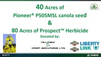 40 acres of Pioneer P505MSL canola seed & 80 acres of Prospect Herbicide