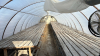 Low profile 60ft x 16 wide greenhouse - 3