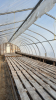 High profile 60x 20wide greenhouse - 6