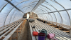 High profile 60ft x 20 greenhouse - 3