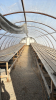 Low profile 60ft x16 wide greenhouse - 3
