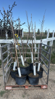 9- plum trees