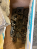 Pipe threader etc - 2
