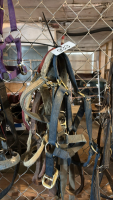 Assorted Halters