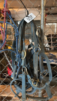 Assorted Halters