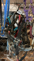Assorted Halters