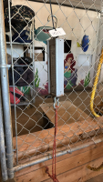 Calf scale