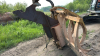 10.5 ft hoe grapple piler - 2