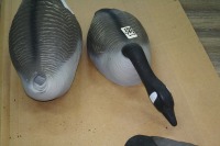 12 Canada Goose plastic decoys (some have slight damage)