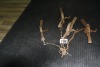 4 steel traps