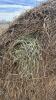 24- Bales of Brime grass mix hay - 2