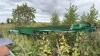 Tridem Trailer frame w/ 5th wheel plate at back