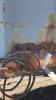 1975 arnes Tandem end dump trailer - 5