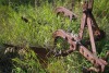 Massey Fergason 3PTH 2 furrow plow
