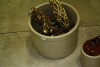 unmarked 1 gal. & 1/2 gal crocks, small jug - 4