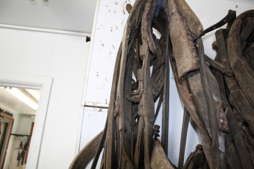 Heavy horse harness