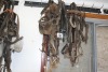 Misc. Leather bridles
