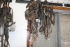 Misc. Leather bridles - 3